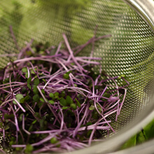 無添加ふわとろシフォン・グルテンフリーのミールシフォン・なめらか泡のニトロティーなどを提供しています